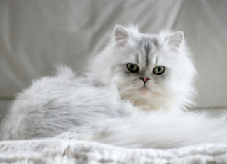 Il Gatto Persiano varietà Chinchilla 586 0 061 Gatto Persiano varieta Chinchilla